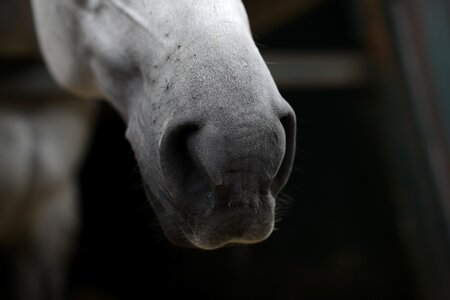 Horse nostrils Free photos photo