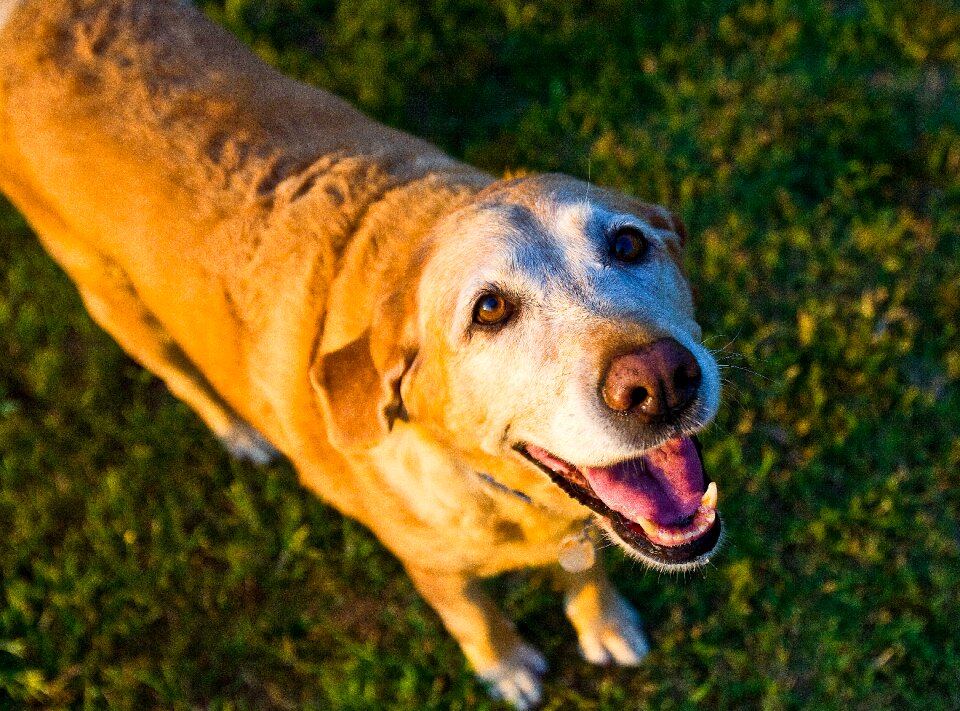 Labrador retriever summer