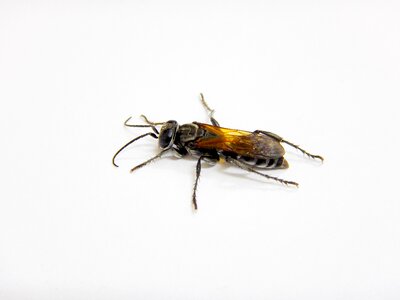 Wasp insects black