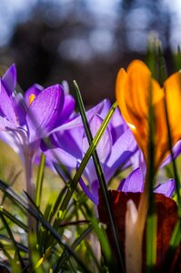 Grass grasses spring photo