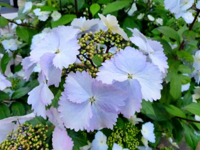 奥沢で紫陽花