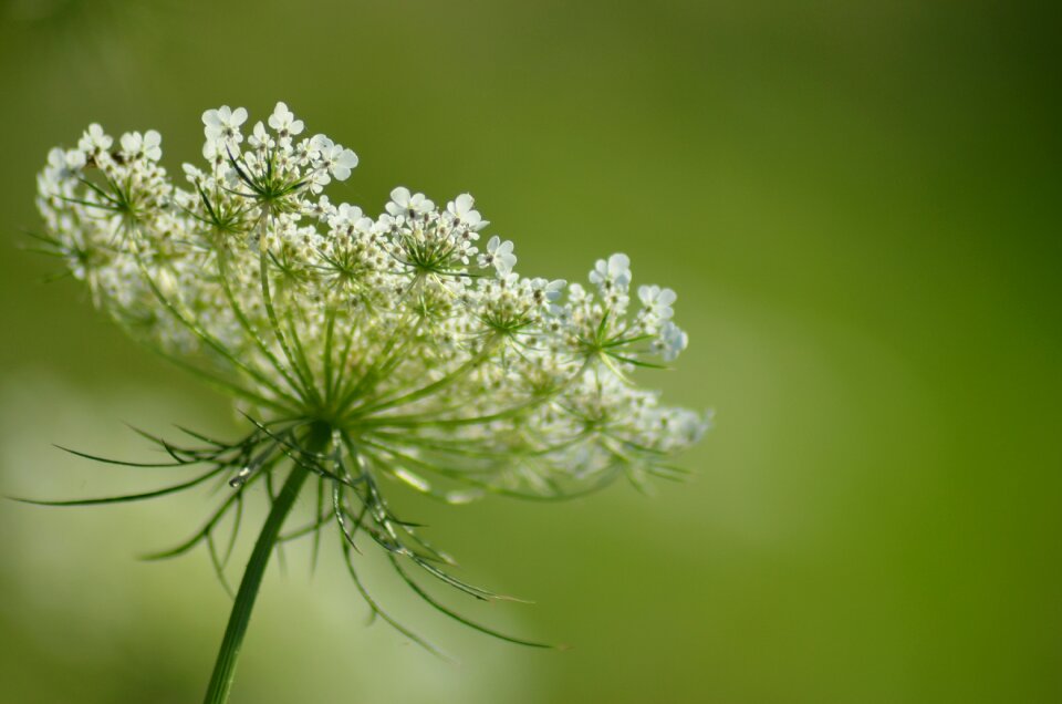 Field nature summer