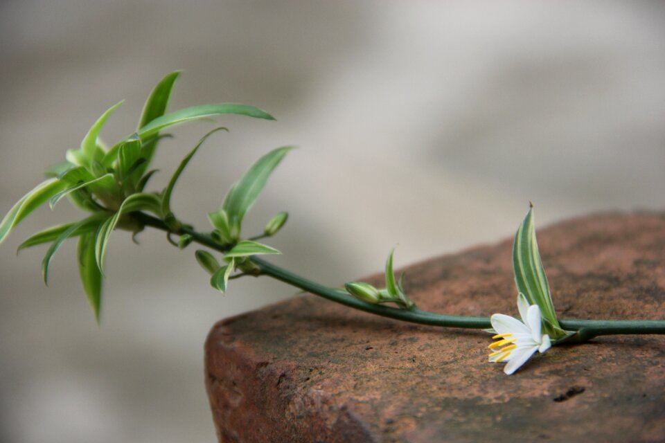 Plant spider plant flower