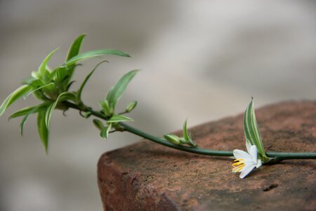 Plant spider plant flower