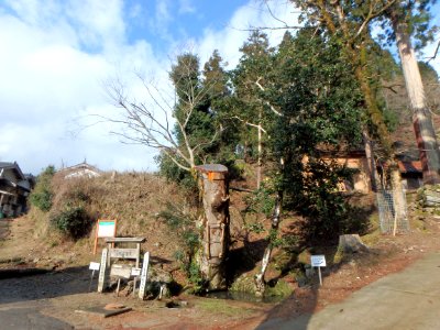 小江神社の大ケヤキ（2020年2月）