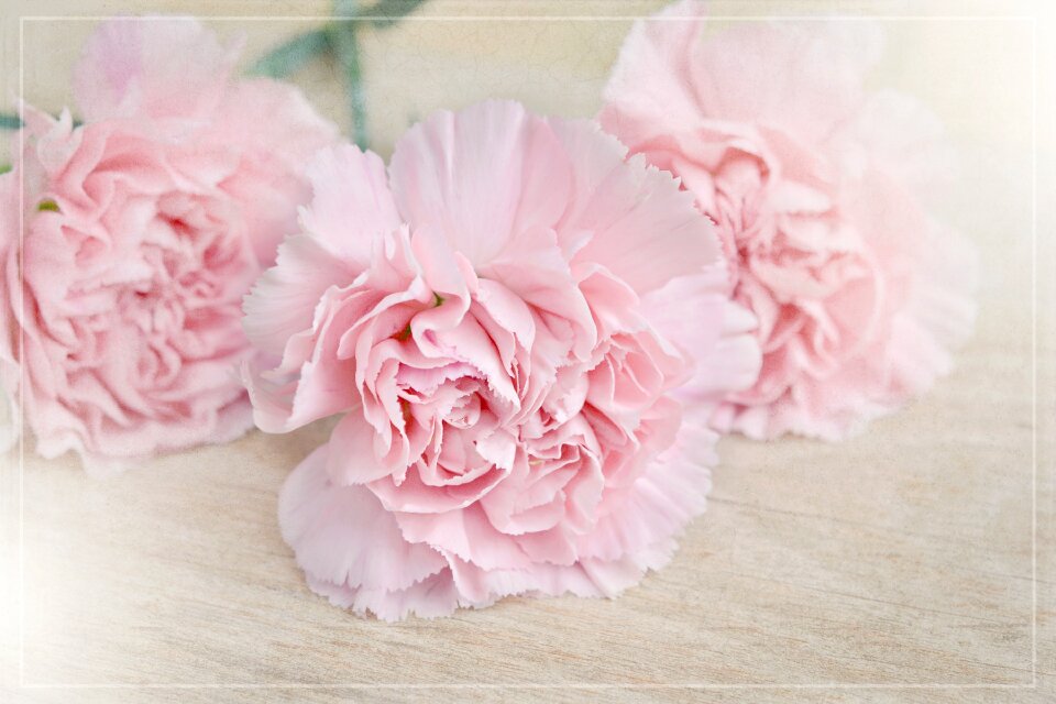 Carnation pink petals three