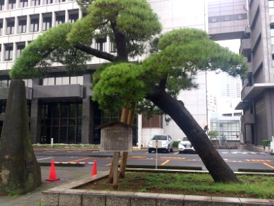 千葉市羽衣の松