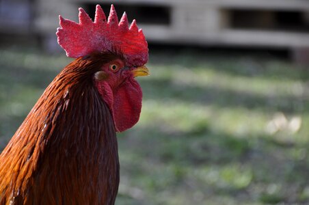 Poultry feather beautiful photo