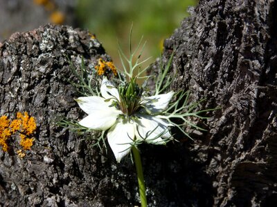 Almond crust beauty white flower