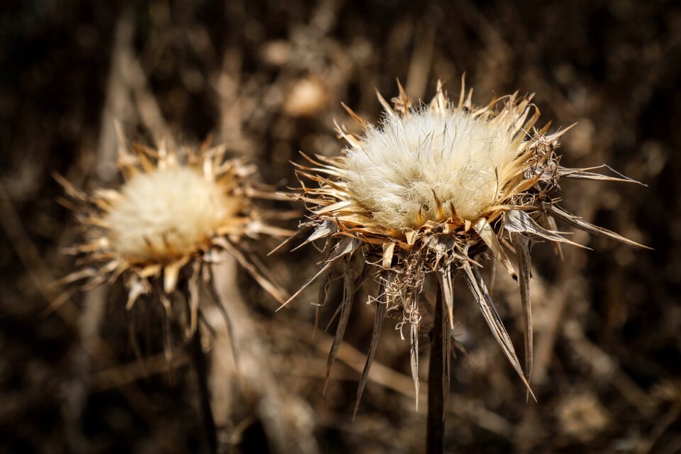 Bloom nature prickly
