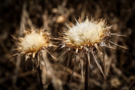 Bloom nature prickly photo