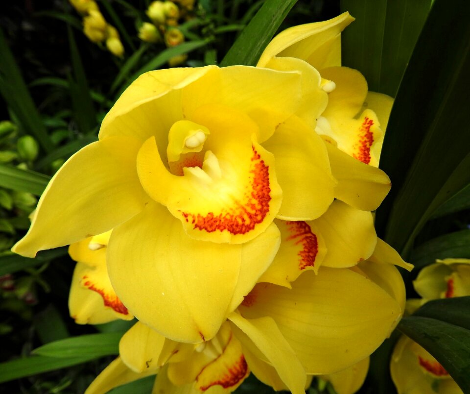 Orchid flower yellow
