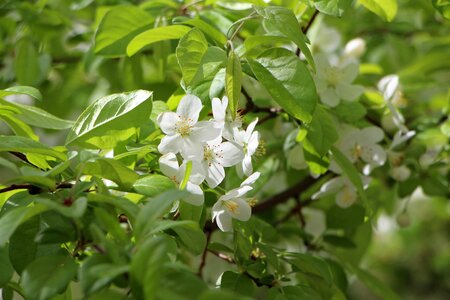 April a flower garden flower tree photo