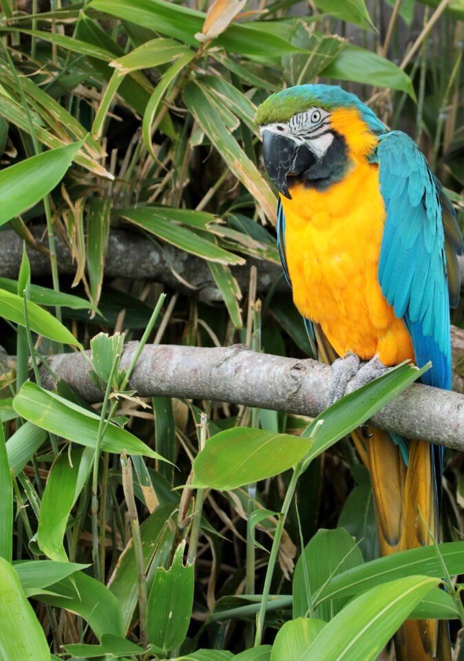 Tropical colorful wildlife