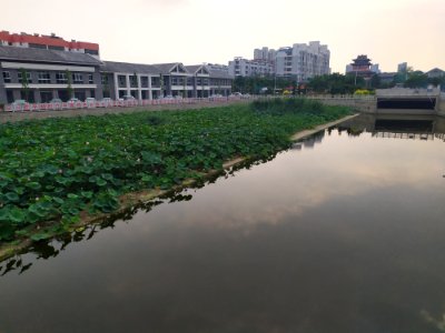 北京湾北的荷花_01