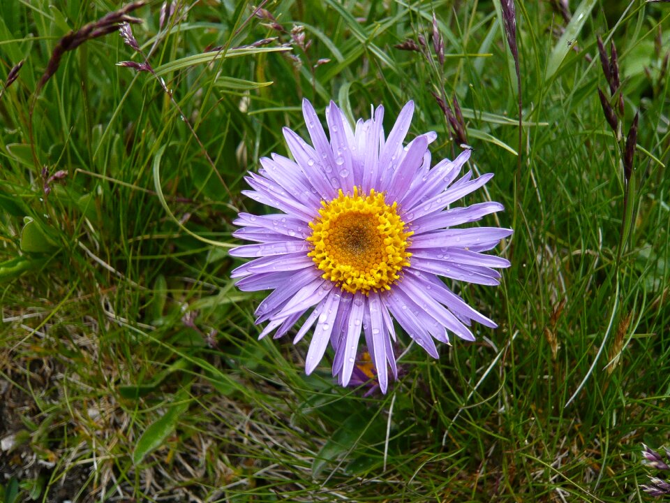 Purple nature plant