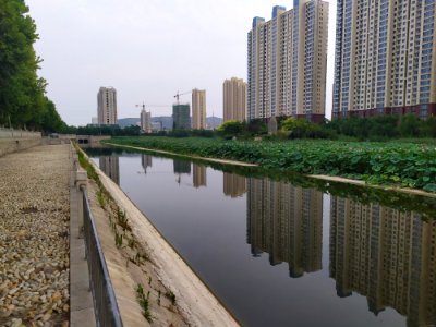 北京湾北部的荷花_04