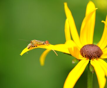 Predatory insect plant coneflower