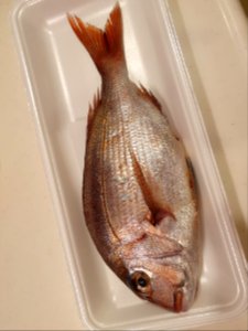 小鯛