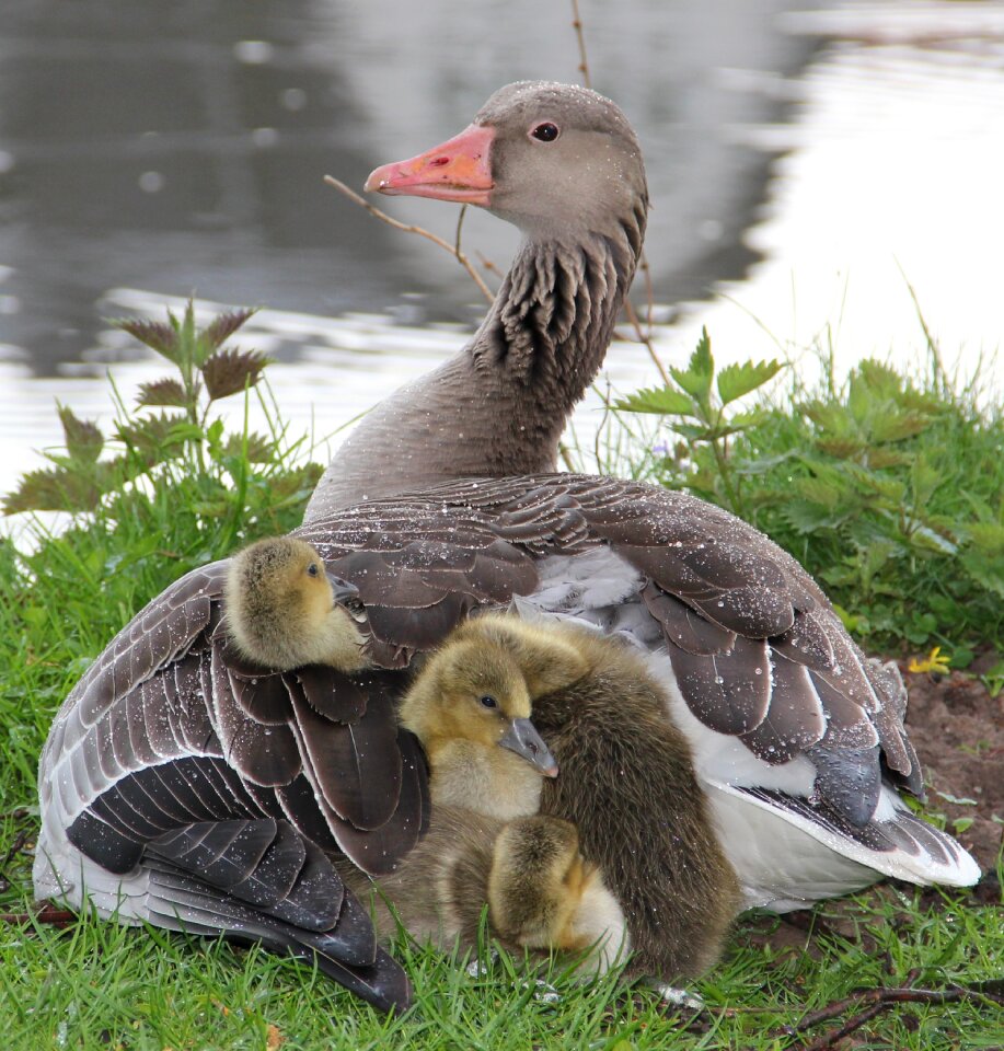 Fluffy cuddly mother and children photo