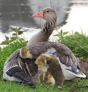Fluffy cuddly mother and children photo