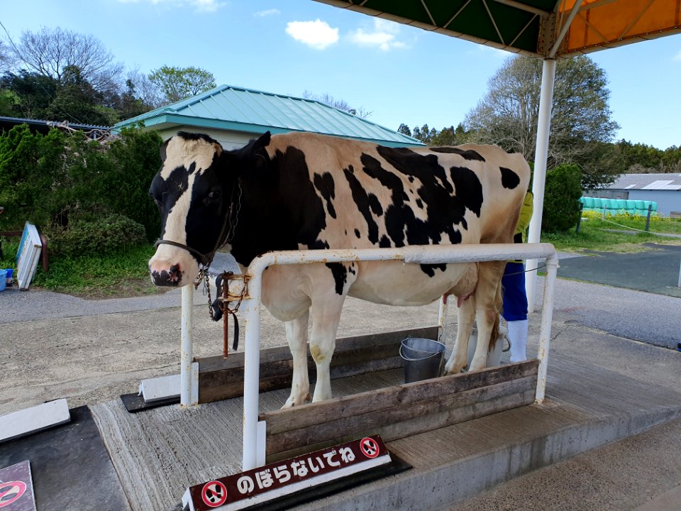 マザー牧場の牛_2
