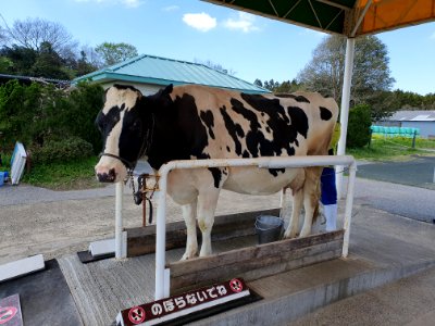 マザー牧場の牛_2