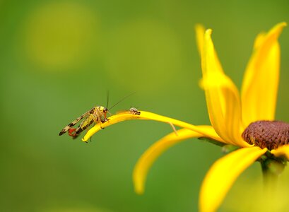 Predatory insect plant coneflower