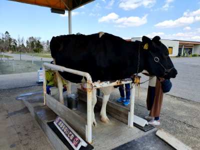 マザー牧場の牛_3