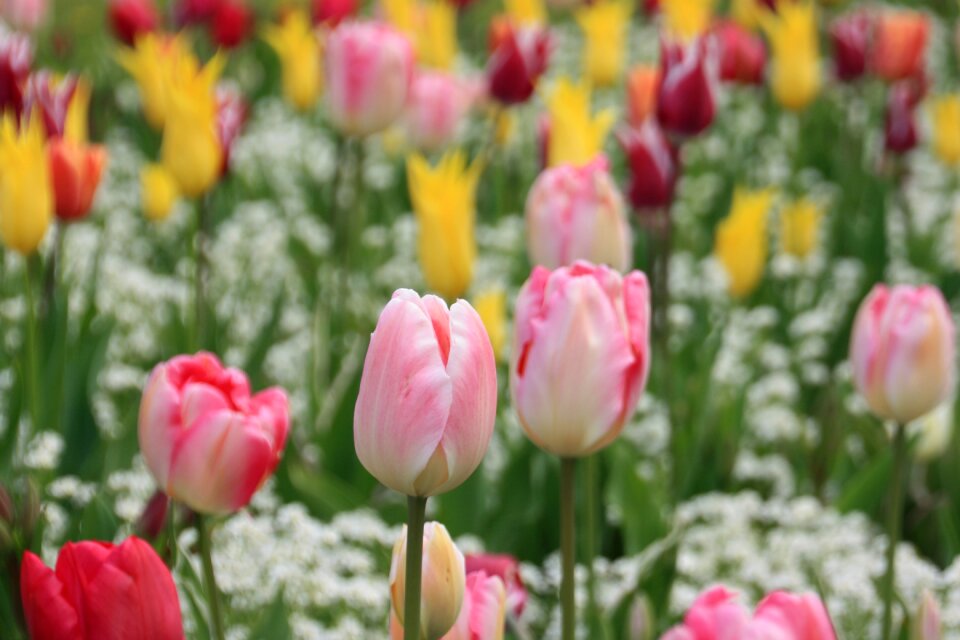 Spring flowers spring nature