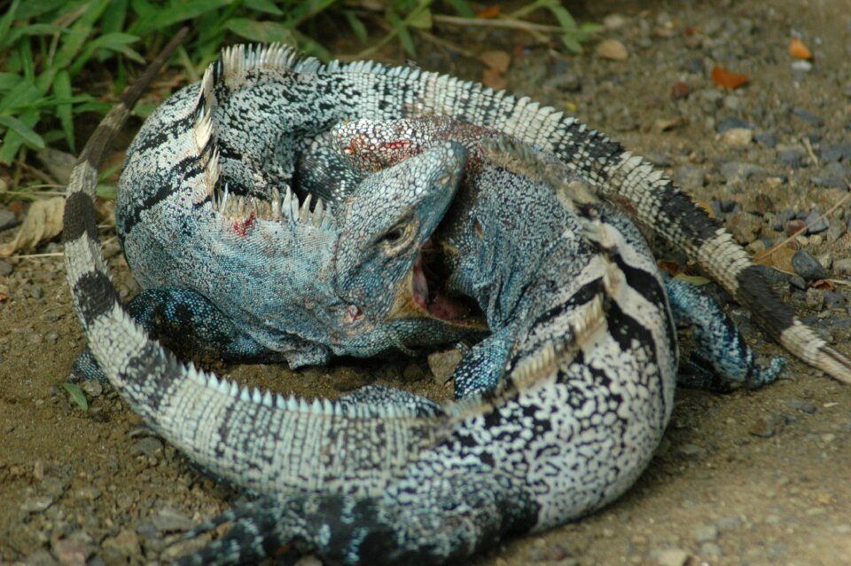 Iguana safari reptile