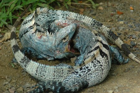 Iguana safari reptile