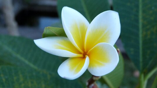 White yellow nature