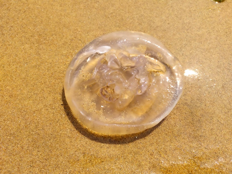 金沙滩公园的水母_04