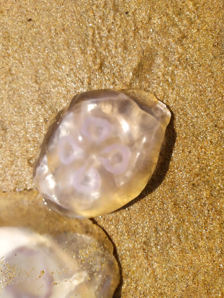 金沙滩公园的水母_02