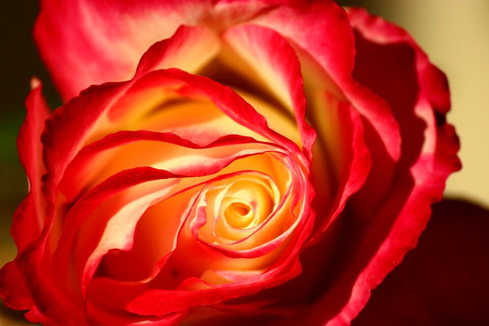 Isparta rose galaxy rose