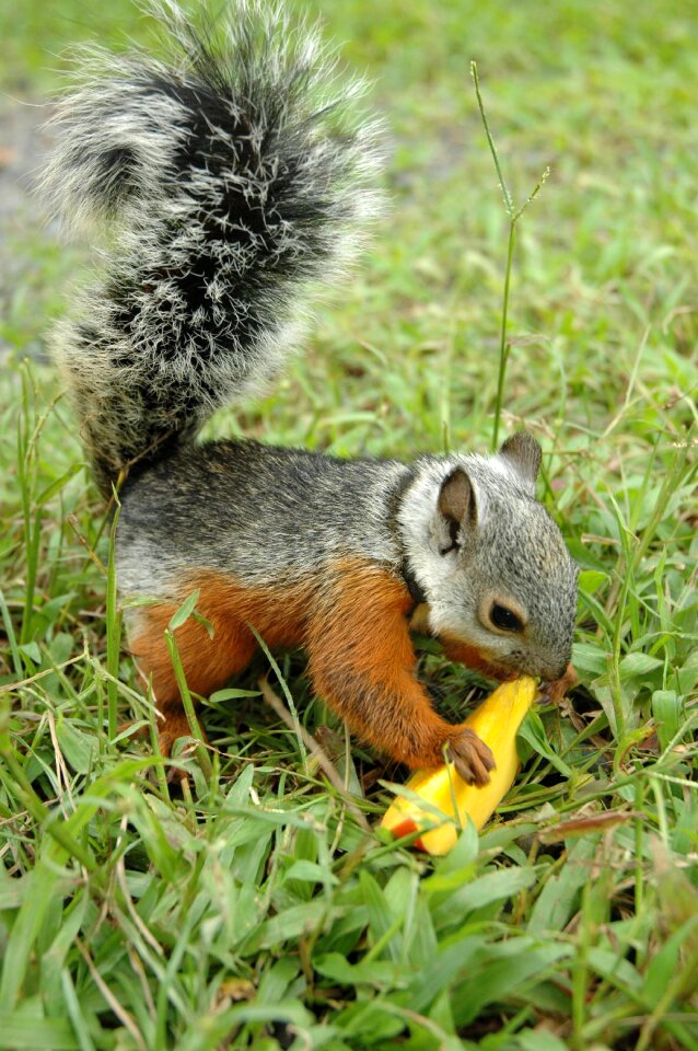 Squirrel animal rodent
