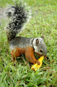 Squirrel animal rodent photo