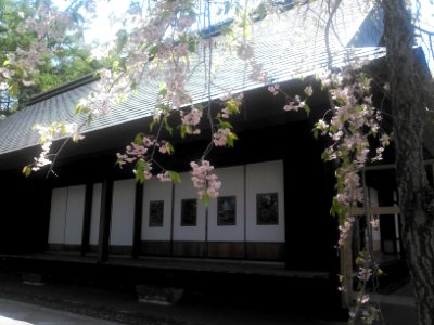 風生庵と桜
