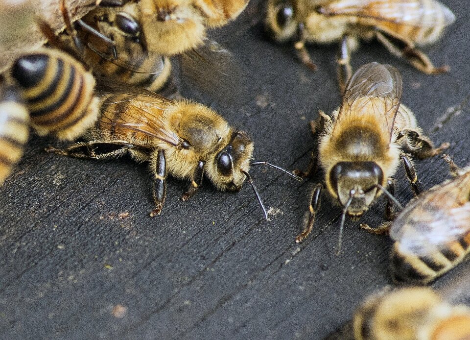 Buzzing nature nectar