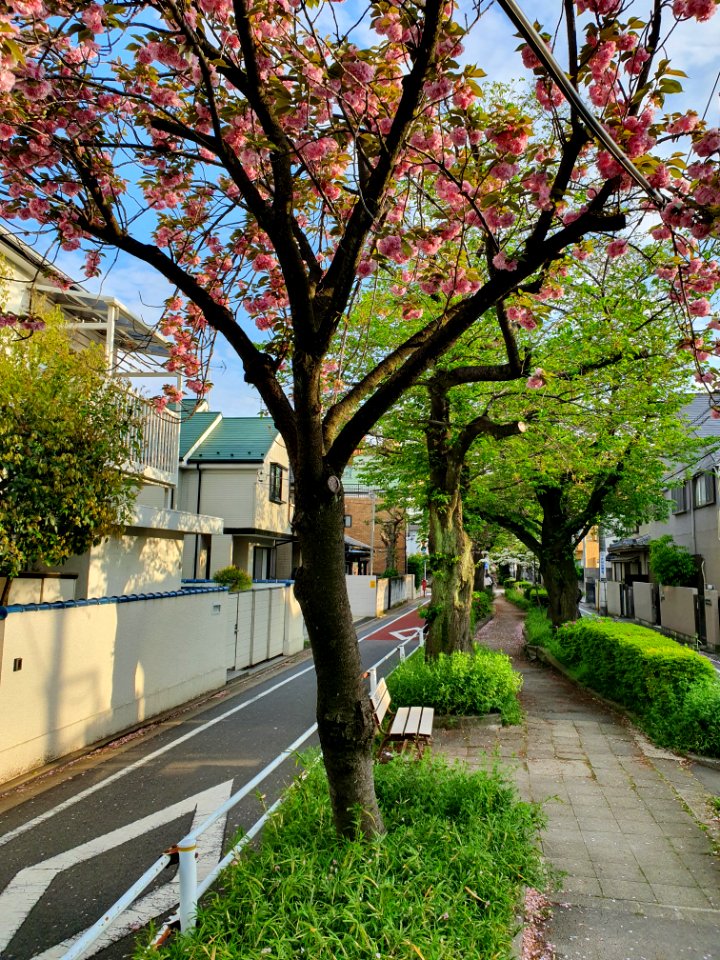 目黒区みとりの散歩道_3
