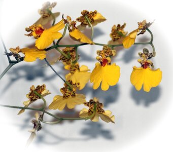 Yellow blossom flower