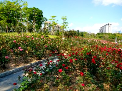 香蜜公园_2