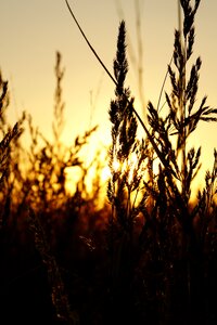 Nature sun meadow photo