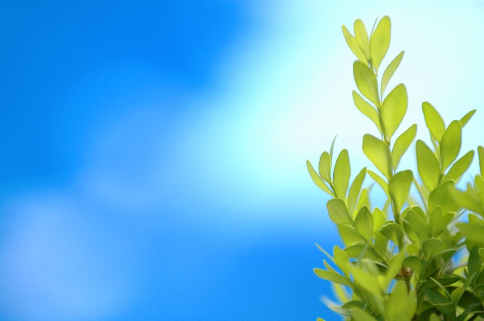 Green blue background garden