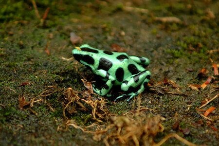 Toad nature safari