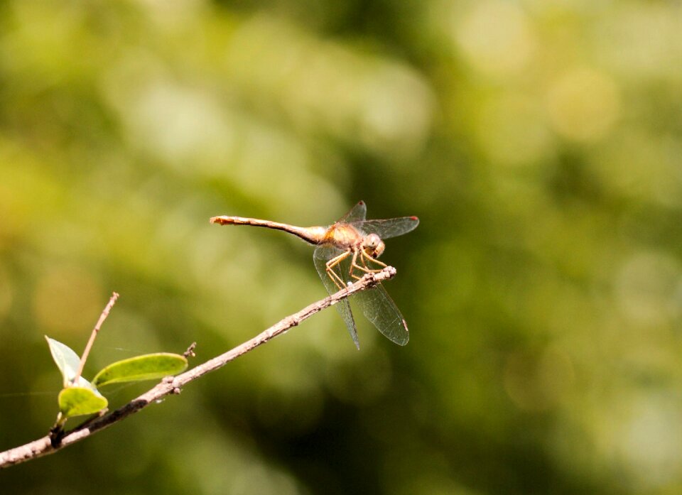 Nature bug summer
