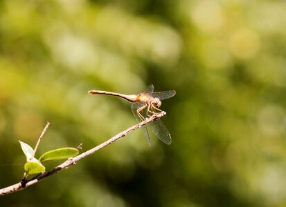 Nature bug summer