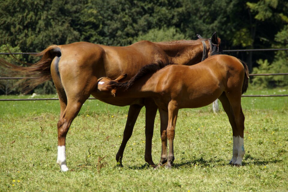 Coupling paddock pasture