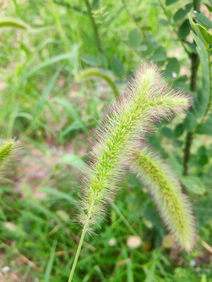 狗尾草